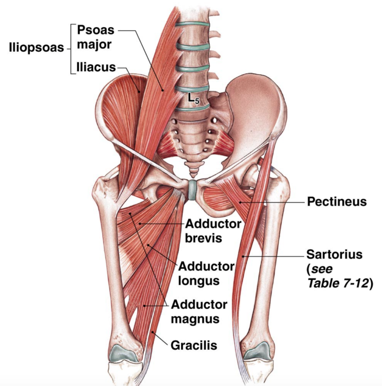 Hip Flexor Strain: Symptoms, Causes, and Treatment – Pso-Rite™